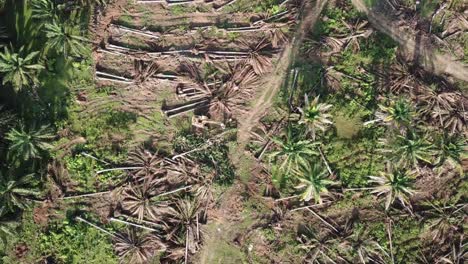 Excavator-clear-the-land-of-oil-palm-at-Malaysia,-Southeast-Asia.